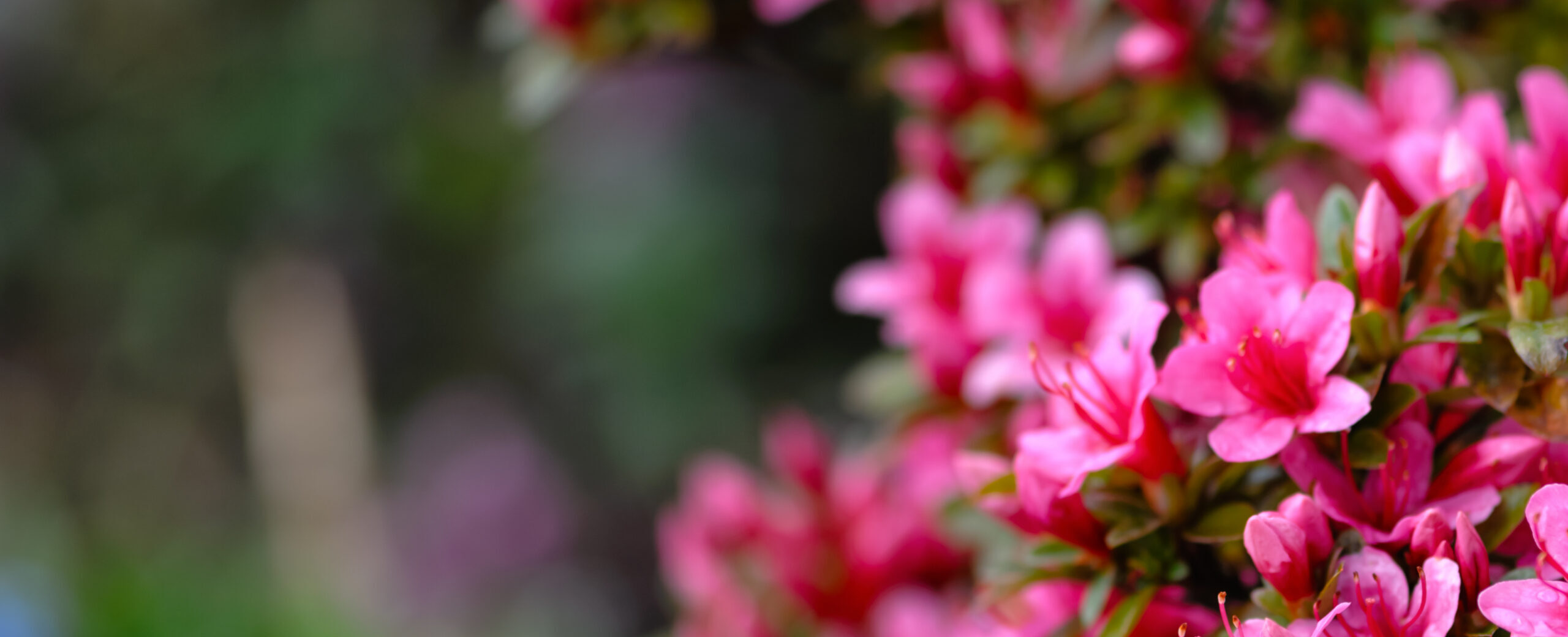 A cluster of vibrant pink azalea flowers in bloom, surrounded by glossy green leaves. The background is blurred, highlighting the colorful blossoms on the right side of the image.